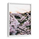 Flores de cerezo | Cuadro decorativo de Canvas Lab