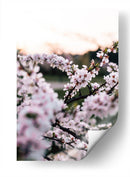 Flores de cerezo | Cuadro decorativo de Canvas Lab