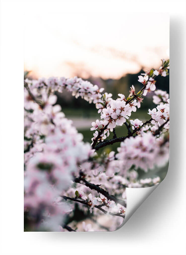 Flores de cerezo | Cuadro decorativo de Canvas Lab