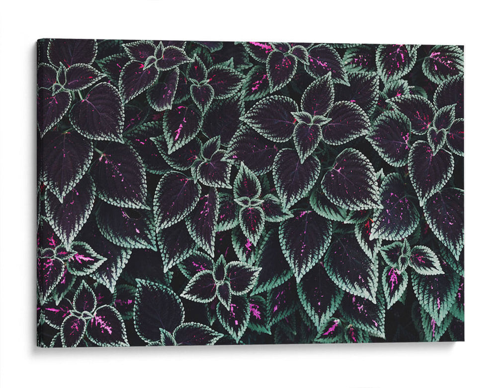 Familia de hojas | Cuadro decorativo de Canvas Lab