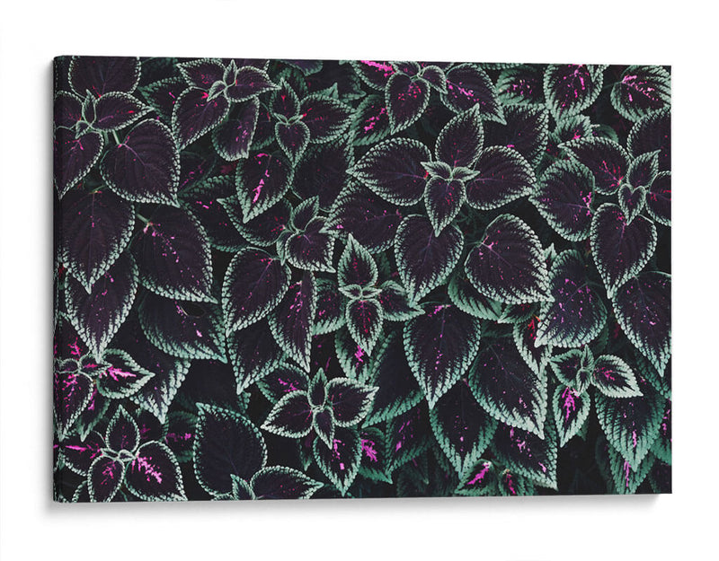 Familia de hojas | Cuadro decorativo de Canvas Lab