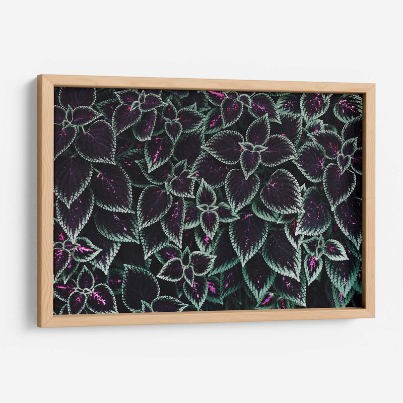 Familia de hojas | Cuadro decorativo de Canvas Lab