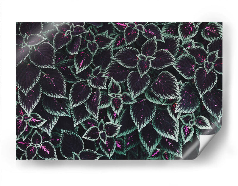 Familia de hojas | Cuadro decorativo de Canvas Lab