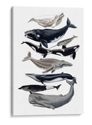 Pantalla De Ballena I - Naomi McCavitt | Cuadro decorativo de Canvas Lab