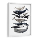 Pantalla De Ballena I - Naomi McCavitt | Cuadro decorativo de Canvas Lab