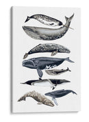 Pantalla De Ballena Ii - Naomi McCavitt | Cuadro decorativo de Canvas Lab