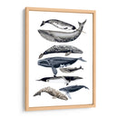 Pantalla De Ballena Ii - Naomi McCavitt | Cuadro decorativo de Canvas Lab