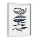 Pantalla De Ballena Ii - Naomi McCavitt | Cuadro decorativo de Canvas Lab