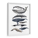 Pantalla De Ballena Ii - Naomi McCavitt | Cuadro decorativo de Canvas Lab