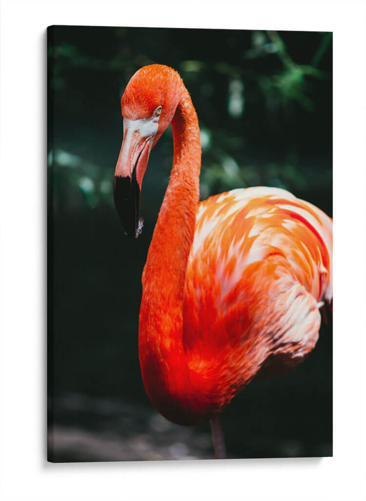Flamingo carmín | Cuadro decorativo de Canvas Lab