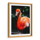 Flamingo carmín | Cuadro decorativo de Canvas Lab