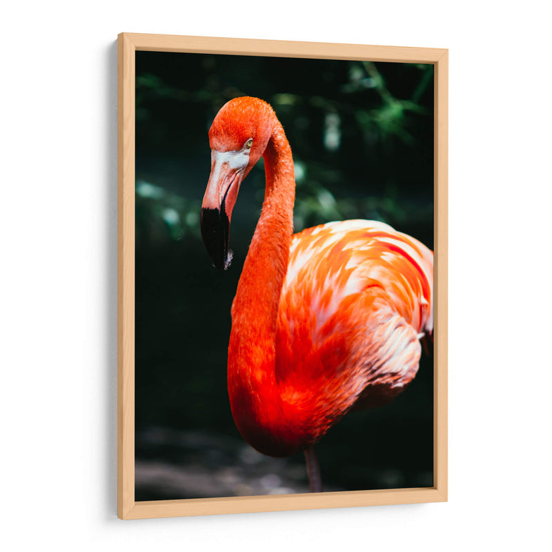 Flamingo carmín | Cuadro decorativo de Canvas Lab