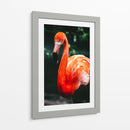 Flamingo carmín | Cuadro decorativo de Canvas Lab