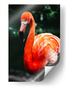 Flamingo carmín | Cuadro decorativo de Canvas Lab