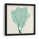 Fan De Mar I - Vision Studio | Cuadro decorativo de Canvas Lab