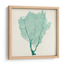 Fan De Mar I - Vision Studio | Cuadro decorativo de Canvas Lab