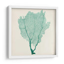 Fan De Mar I - Vision Studio | Cuadro decorativo de Canvas Lab