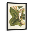 Fantástico Botánico Iv - Vision Studio | Cuadro decorativo de Canvas Lab