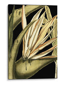 Hojas Tropicales Tranquilas Iii - Vision Studio | Cuadro decorativo de Canvas Lab