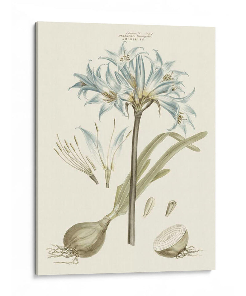 Florales Azules Bashful II - John Miller | Cuadro decorativo de Canvas Lab