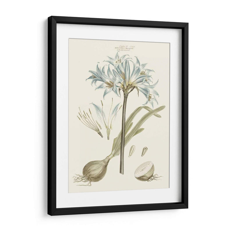 Florales Azules Bashful II - John Miller | Cuadro decorativo de Canvas Lab