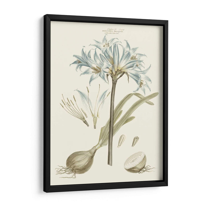 Florales Azules Bashful II - John Miller | Cuadro decorativo de Canvas Lab