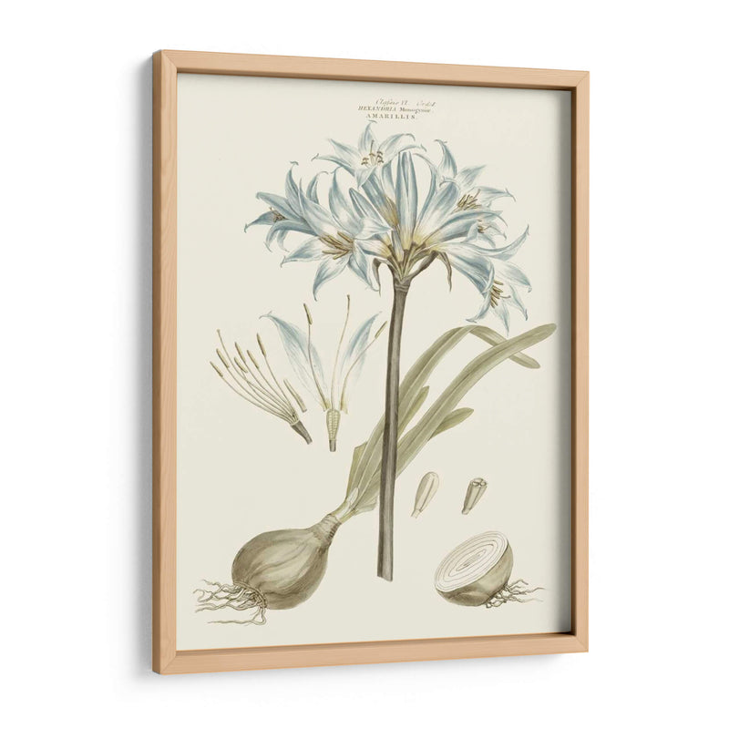 Florales Azules Bashful II - John Miller | Cuadro decorativo de Canvas Lab