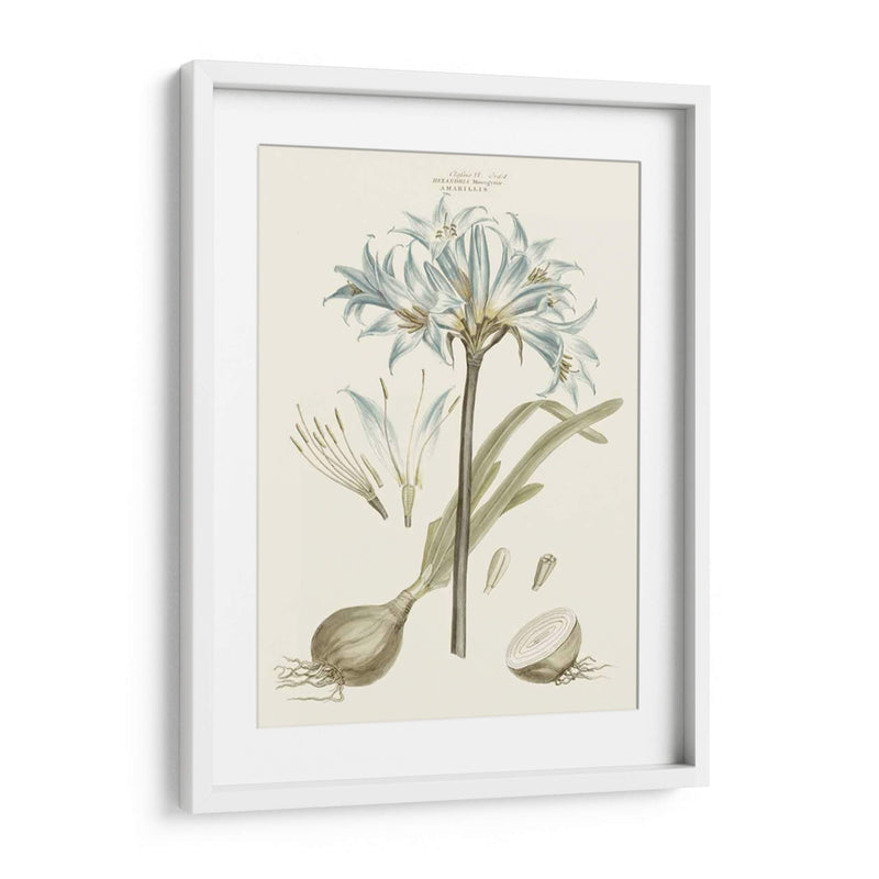 Florales Azules Bashful II - John Miller | Cuadro decorativo de Canvas Lab