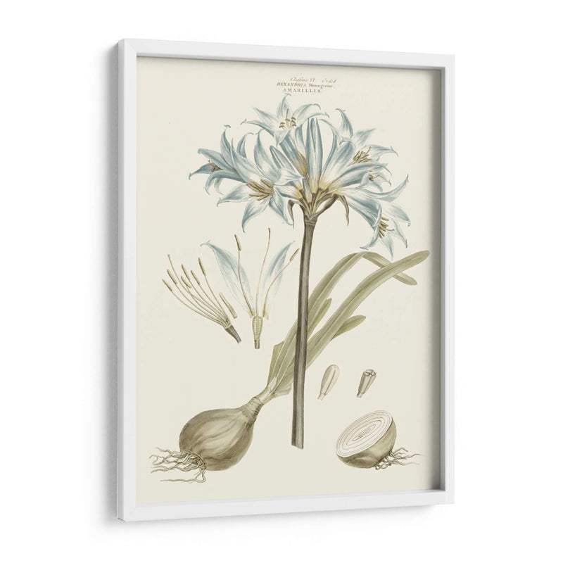 Florales Azules Bashful II - John Miller | Cuadro decorativo de Canvas Lab