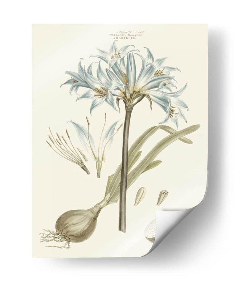 Florales Azules Bashful II - John Miller | Cuadro decorativo de Canvas Lab