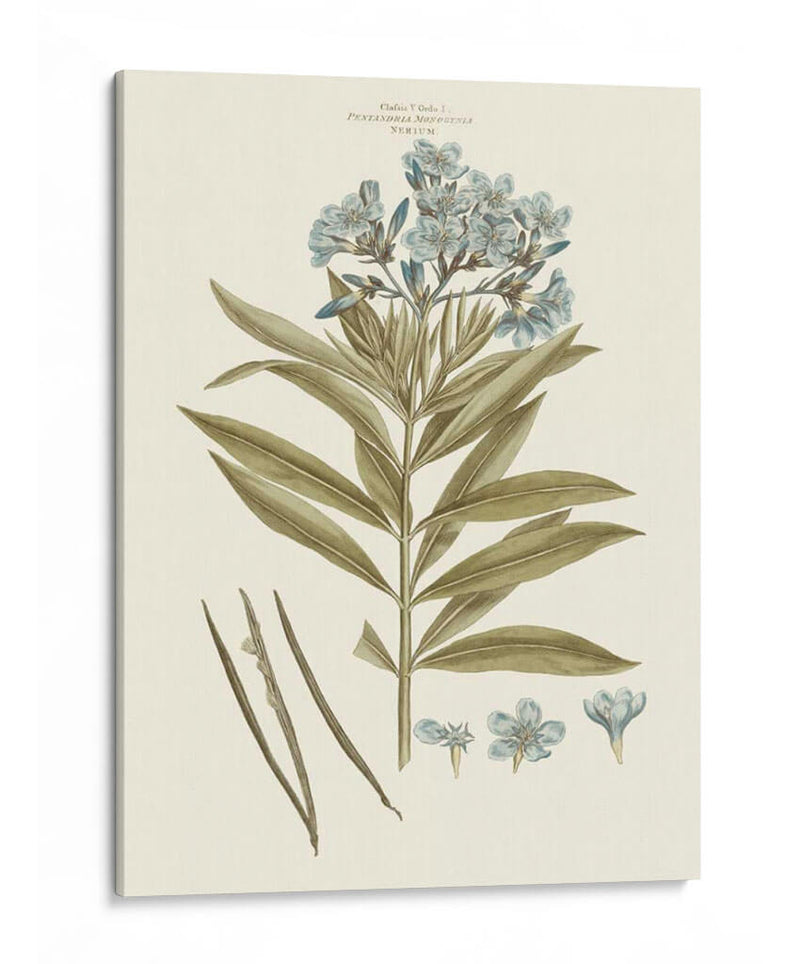 Florales Azules Bashfuls Iii - John Miller | Cuadro decorativo de Canvas Lab