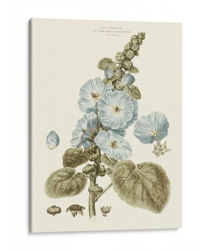 Florales Azules Bashful IV - John Miller | Cuadro decorativo de Canvas Lab