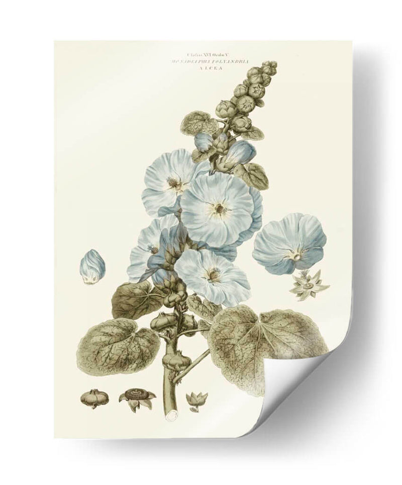 Florales Azules Bashful IV - John Miller | Cuadro decorativo de Canvas Lab