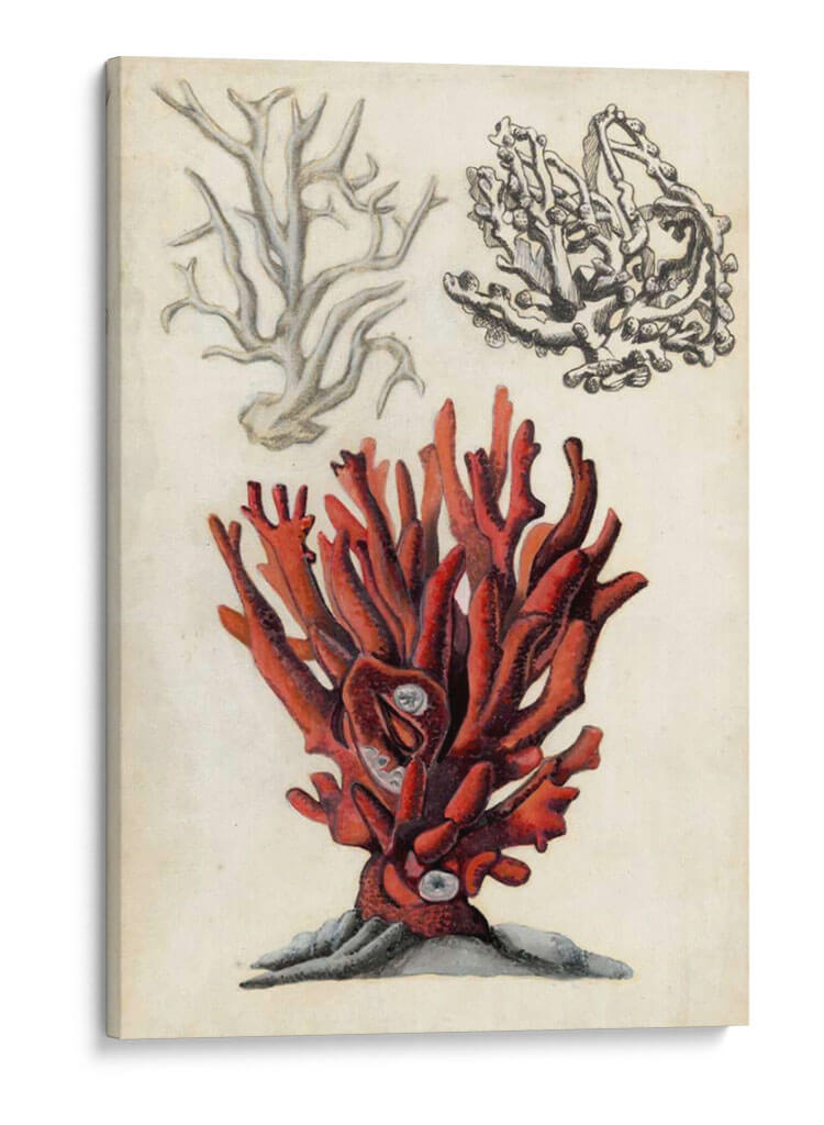 Notas De Campo Junto Al Mar Vi - Naomi McCavitt | Cuadro decorativo de Canvas Lab