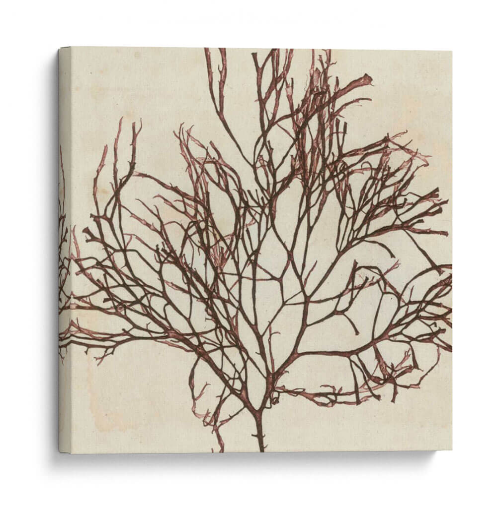 Grillante Seaweed Ii - Vision Studio | Cuadro decorativo de Canvas Lab