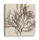 Grillante Seaweed Ii - Vision Studio | Cuadro decorativo de Canvas Lab