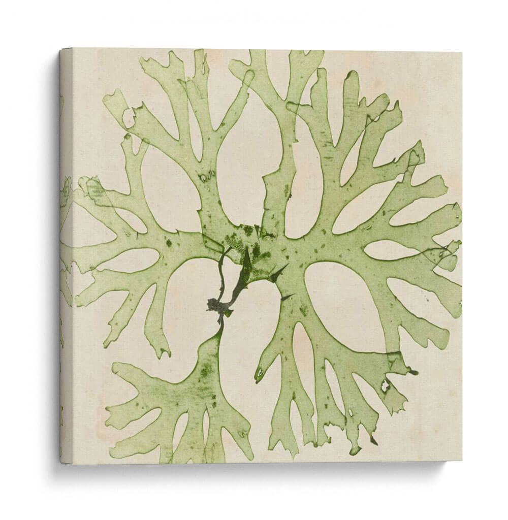 Grilliante Seaweed Iii - Vision Studio | Cuadro decorativo de Canvas Lab