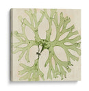 Grilliante Seaweed Iii - Vision Studio | Cuadro decorativo de Canvas Lab