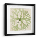 Grilliante Seaweed Iii - Vision Studio | Cuadro decorativo de Canvas Lab