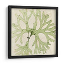 Grilliante Seaweed Iii - Vision Studio | Cuadro decorativo de Canvas Lab