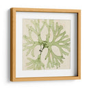 Grilliante Seaweed Iii - Vision Studio | Cuadro decorativo de Canvas Lab