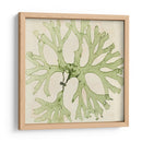 Grilliante Seaweed Iii - Vision Studio | Cuadro decorativo de Canvas Lab