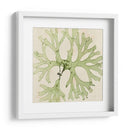 Grilliante Seaweed Iii - Vision Studio | Cuadro decorativo de Canvas Lab