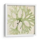 Grilliante Seaweed Iii - Vision Studio | Cuadro decorativo de Canvas Lab
