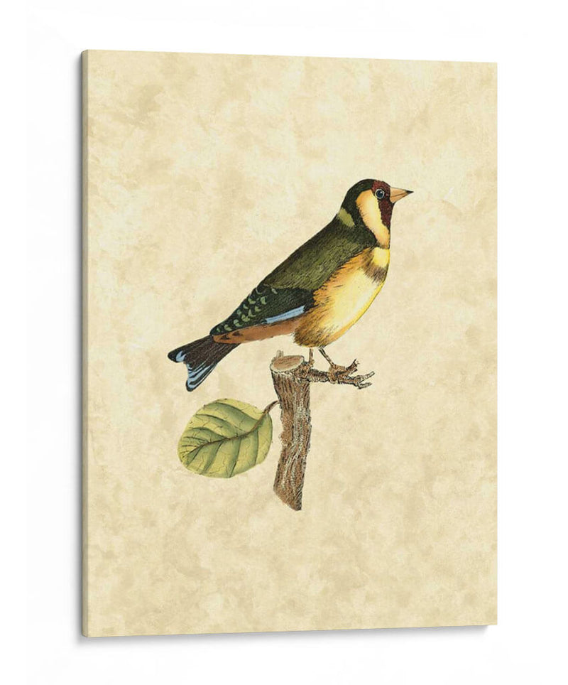 Selby Birds I - John Selby | Cuadro decorativo de Canvas Lab