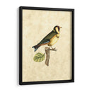 Selby Birds I - John Selby | Cuadro decorativo de Canvas Lab