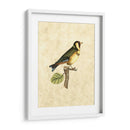 Selby Birds I - John Selby | Cuadro decorativo de Canvas Lab