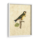 Selby Birds I - John Selby | Cuadro decorativo de Canvas Lab
