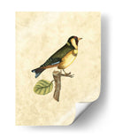 Selby Birds I - John Selby | Cuadro decorativo de Canvas Lab