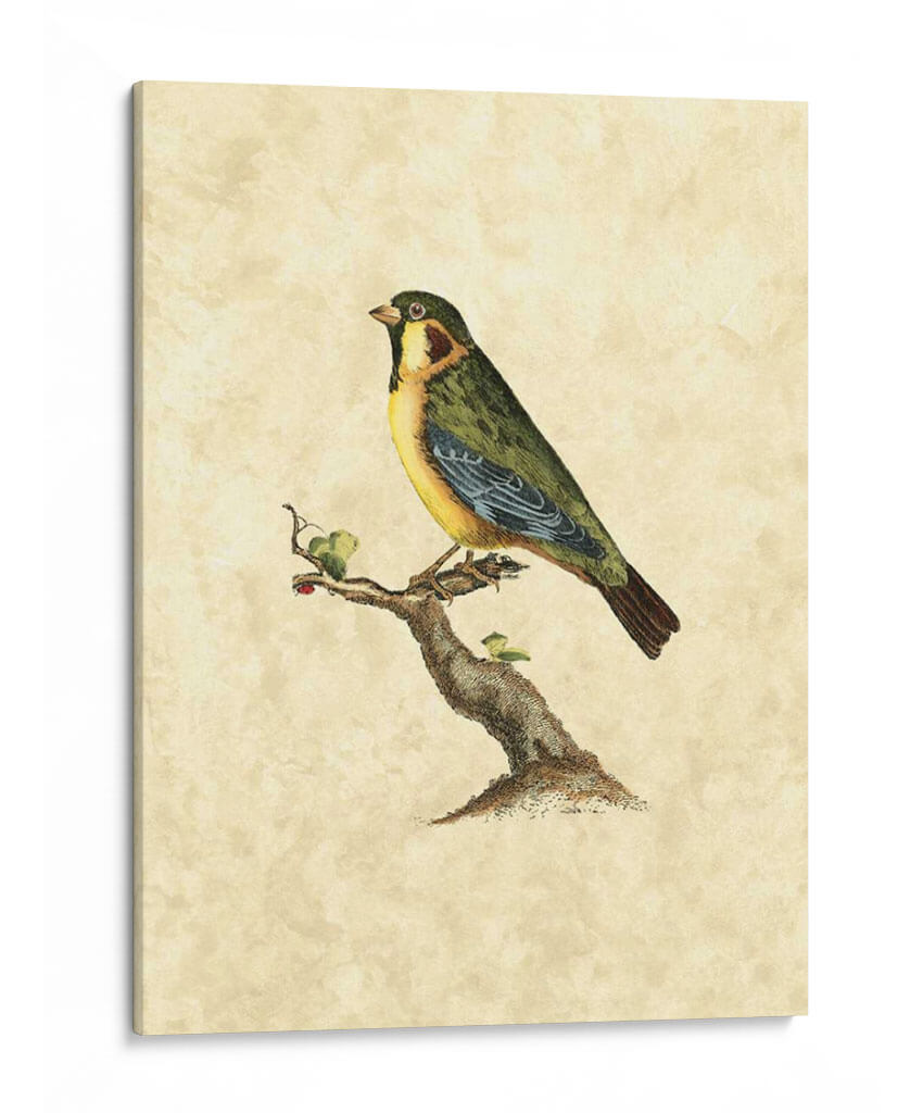 Selby Birds Ii - John Selby | Cuadro decorativo de Canvas Lab